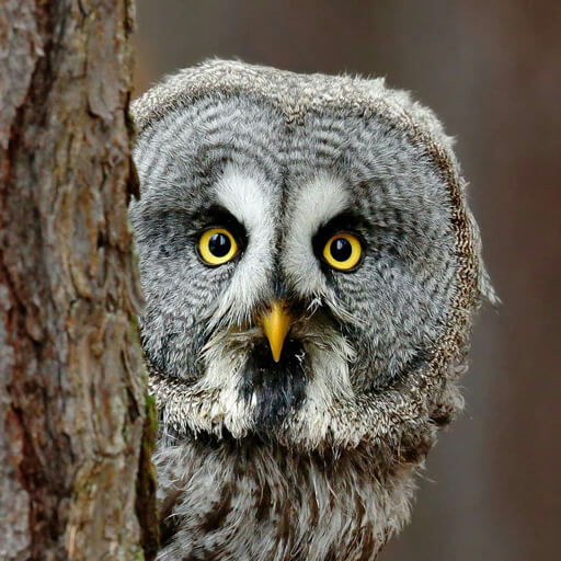 Дистанционноый онлайн-курс по определению водоплавающих птиц "Ни пуха, ни пера!"