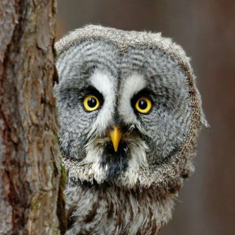 Аватар (Дзікая прырода побач)